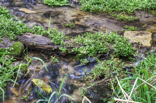 Water Flowing in Creek