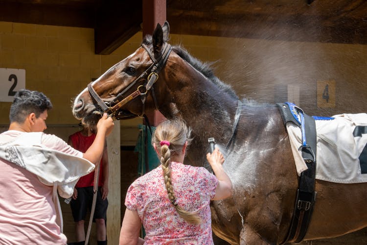 Woman And Man Taking Care Of A Horse In A Stable