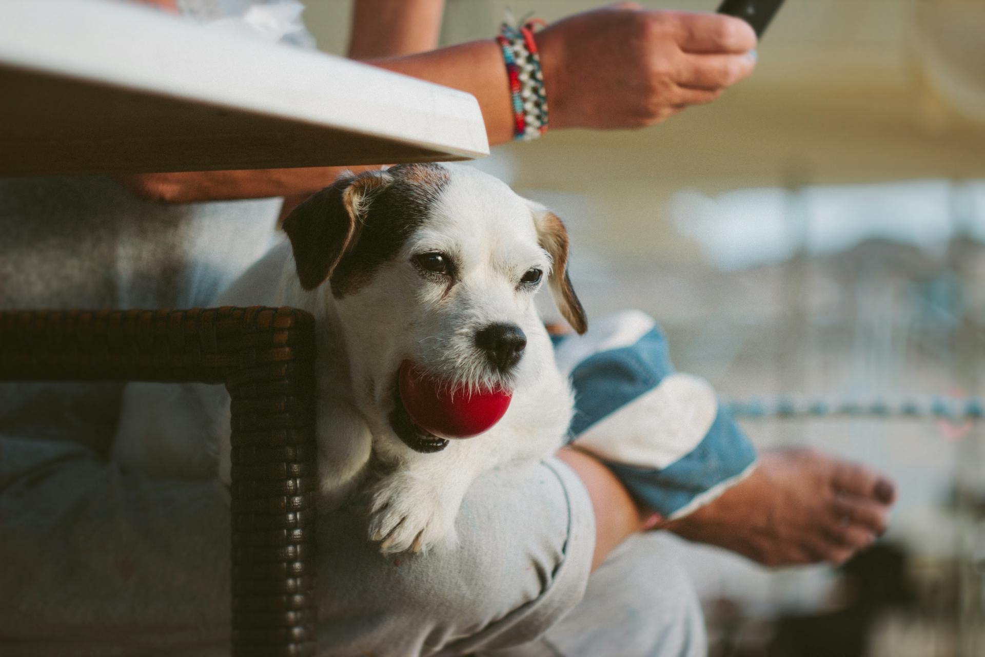 White Tank Long Coat Puppy Dog on Person's Lap With Ball in Mout