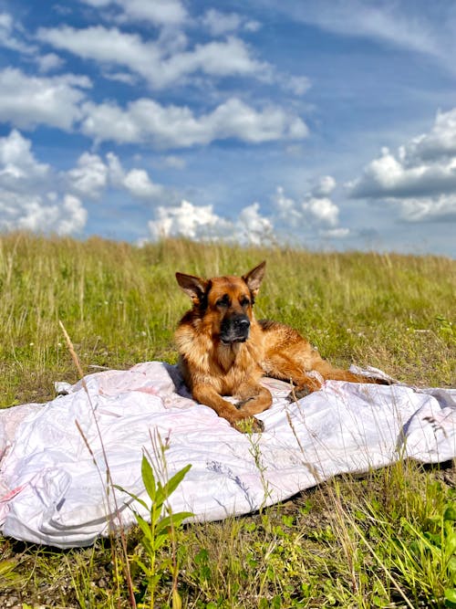 A Brown Dog Lying Near Green Grass