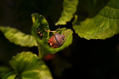 Gratis lagerfoto af biller, blade, insekter Lagerfoto