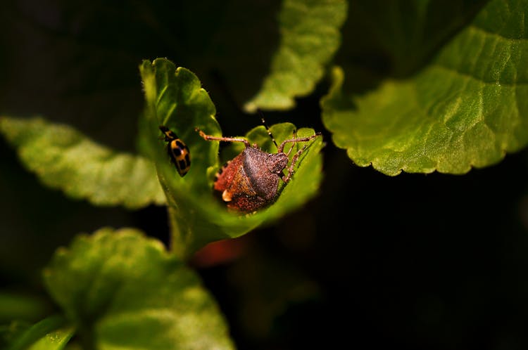 Macro Shot Of Beetles On A Green Leaf