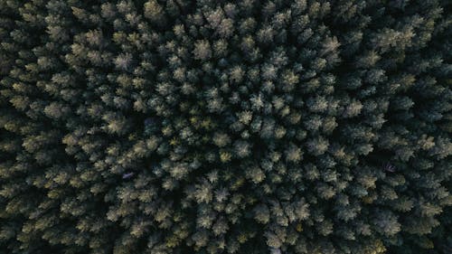 Aerial Photography of Green Leafed Trees