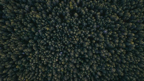 Background of greenery tree tops in woods