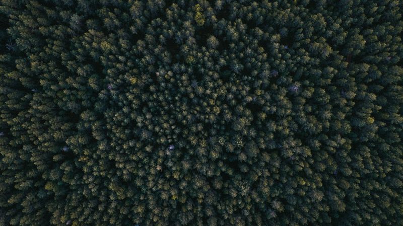 Dense canopy of native trees in a lush green forest