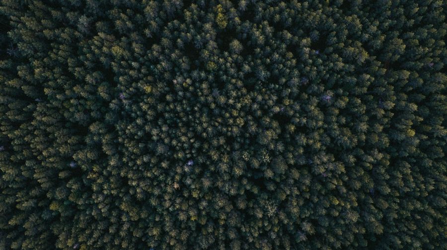 Aerial view of a dense green forest canopy of native trees