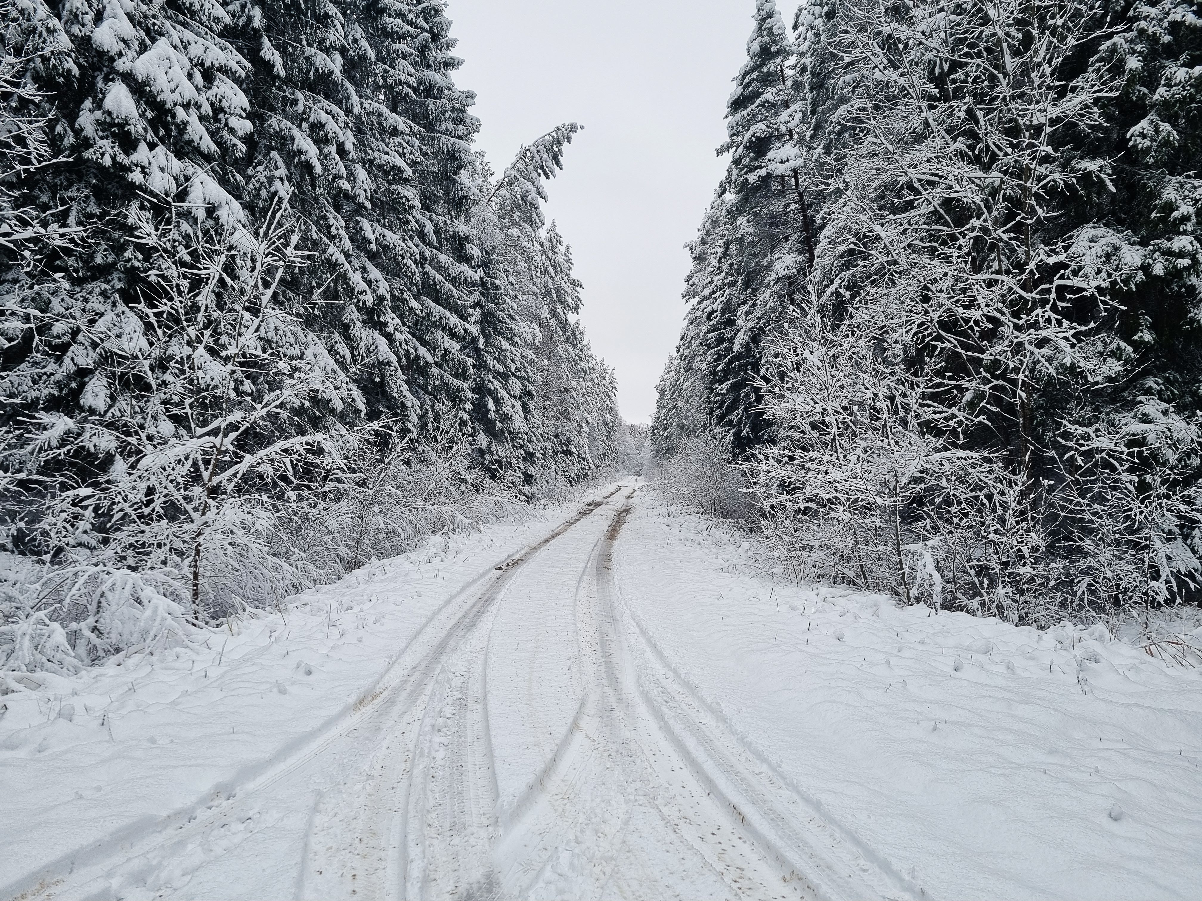 Photo of a Road Between Snow Covered Trees · Free Stock Photo
