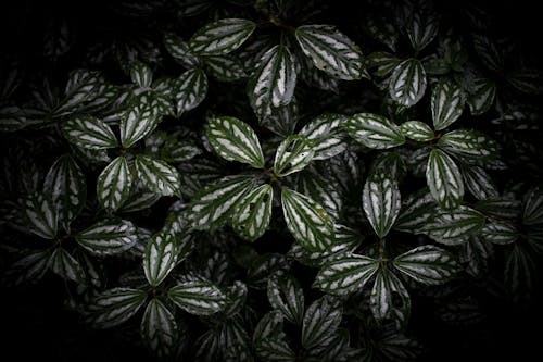 녹색 잎 식물의 선택적 초점 사진