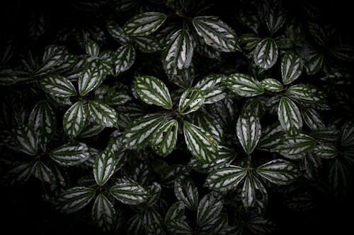 Photo Mise Au Point Sélective D'une Plante à Feuilles Vertes