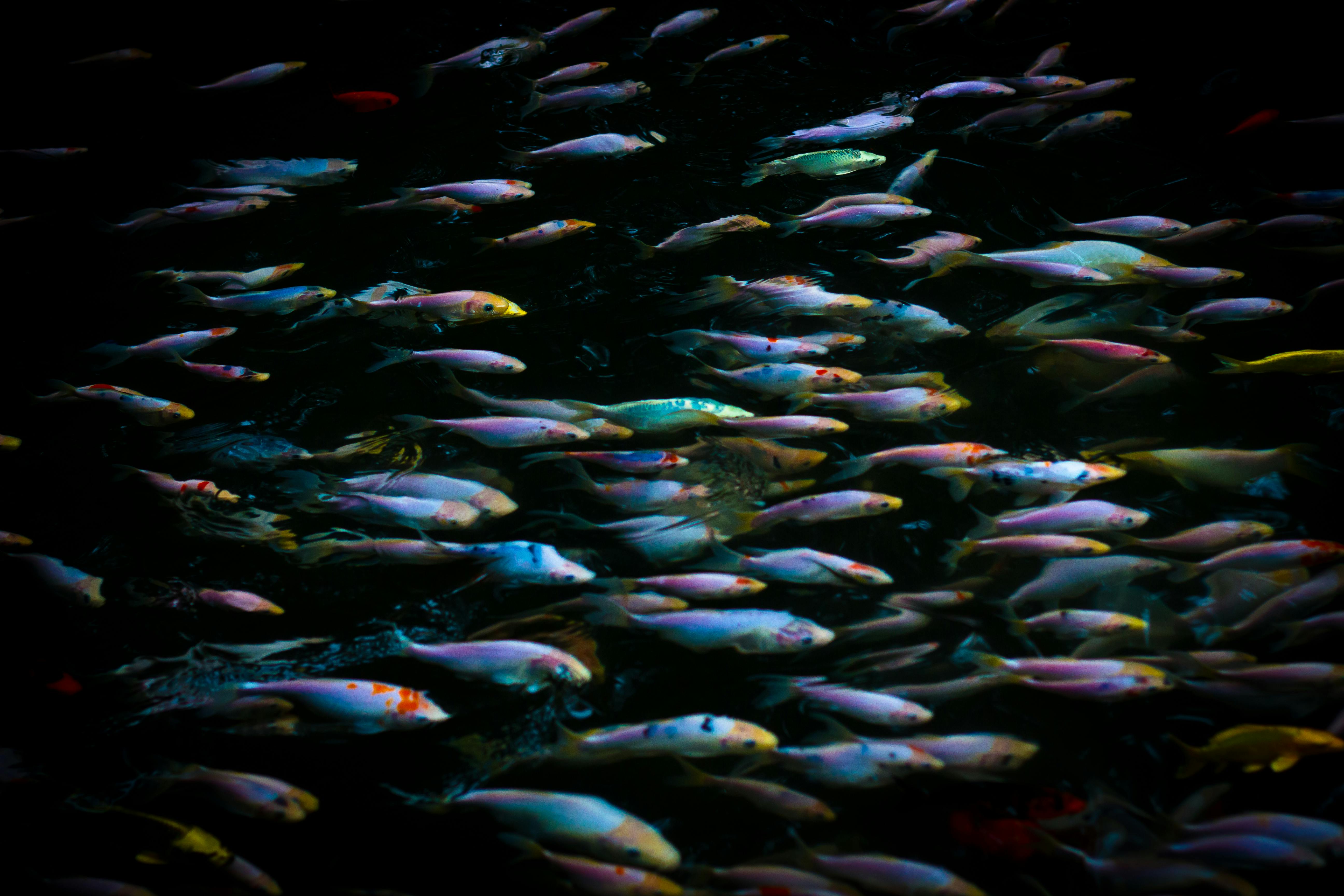 Free stock photo of fish, school of fish