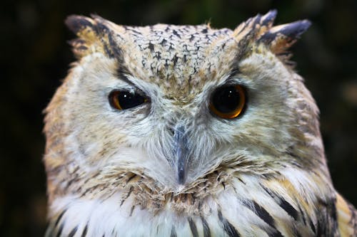 Closeup Photography of White and Brown Owl