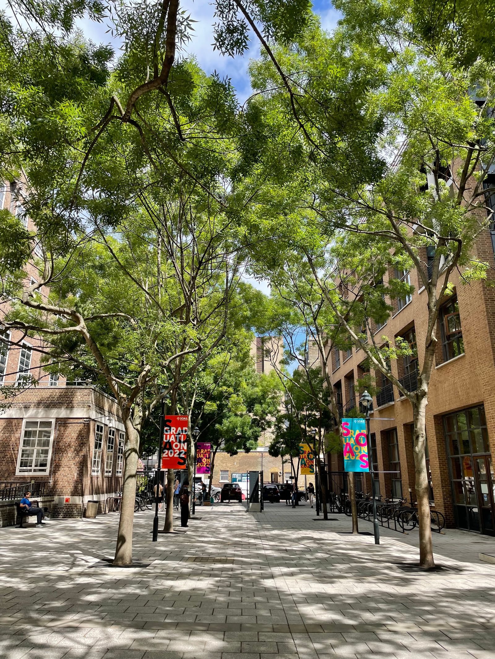 Urban trees in a city setting