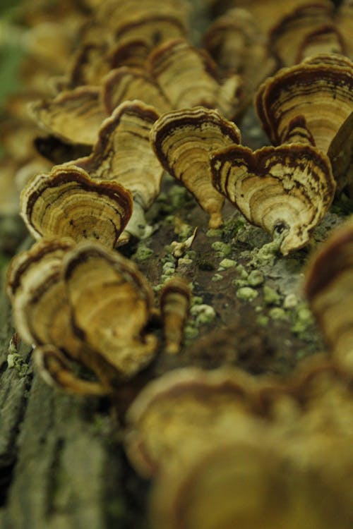 Gratis stockfoto met champignons, detailopname, fungus