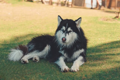 Gratis arkivbilde med bedårende, dyrefotografering, hund