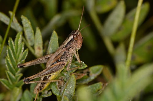 Macro Shot of a Grasshopper