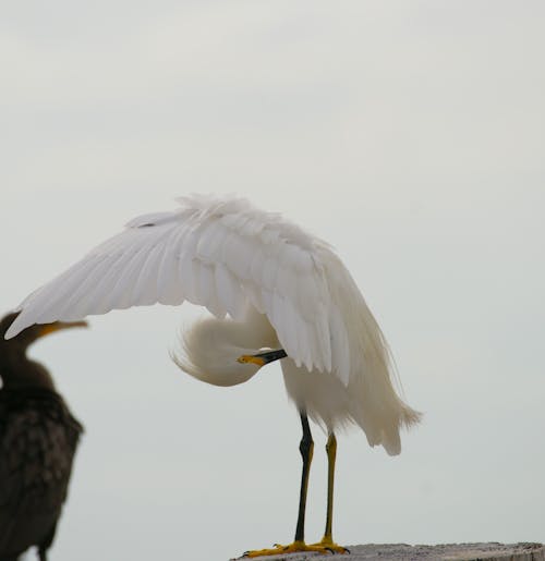 Gratis stockfoto met aviaire, beest, dieren in het wild