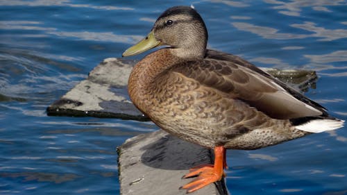 Foto d'estoc gratuïta de ànec, ànec collverd, animal