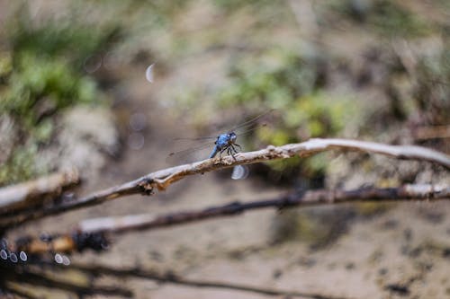 Blue Darner