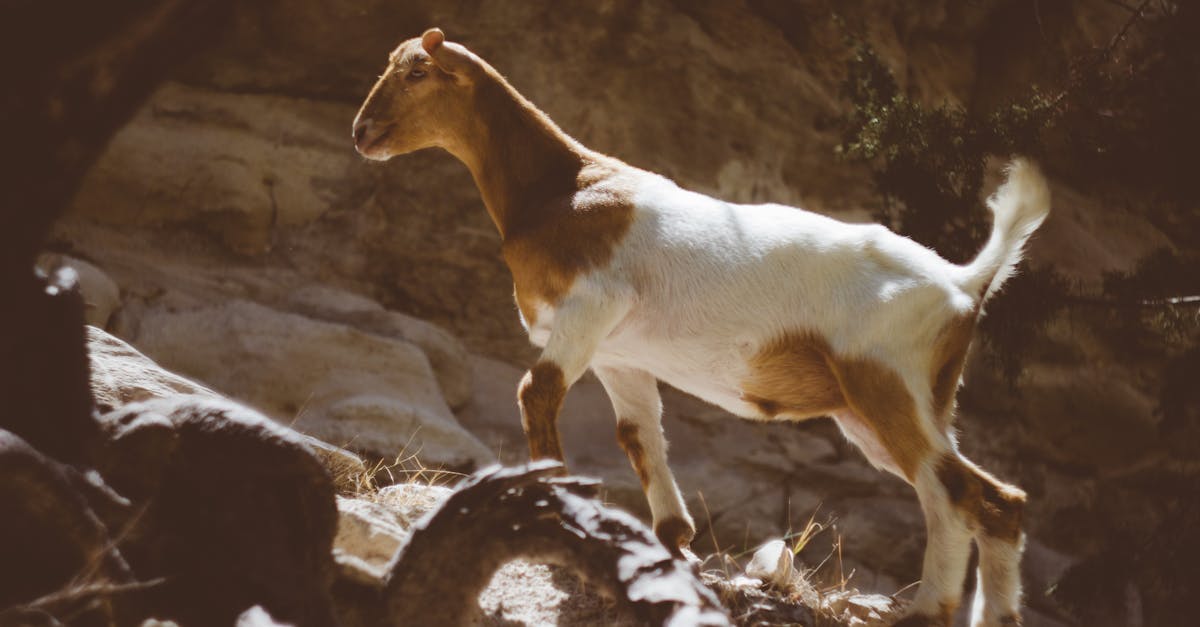 Brown and White Goat Standing on the Rock during Daytime ... Brown and White Goat Standing on the Rock during Daytime ... - 1200 x 627 jpeg 59kB