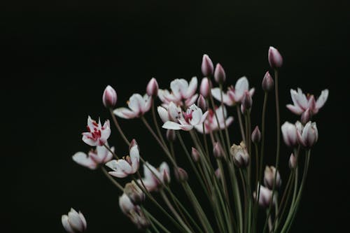 Bezpłatne Darmowe zdjęcie z galerii z czarne tło, kwiaty, natura Zdjęcie z galerii