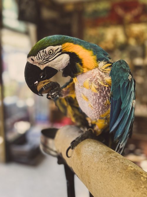 Free Vibrant macaw parrot eating, showcasing vivid colors and detailed plumage in a close-up shot. Stock Photo