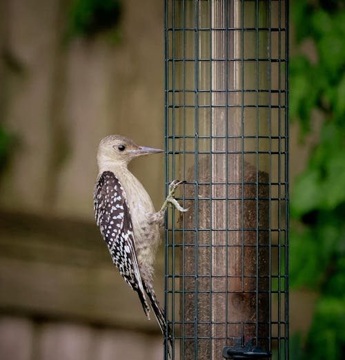 Close-Up Photo of a Red Bellied Woodpecker