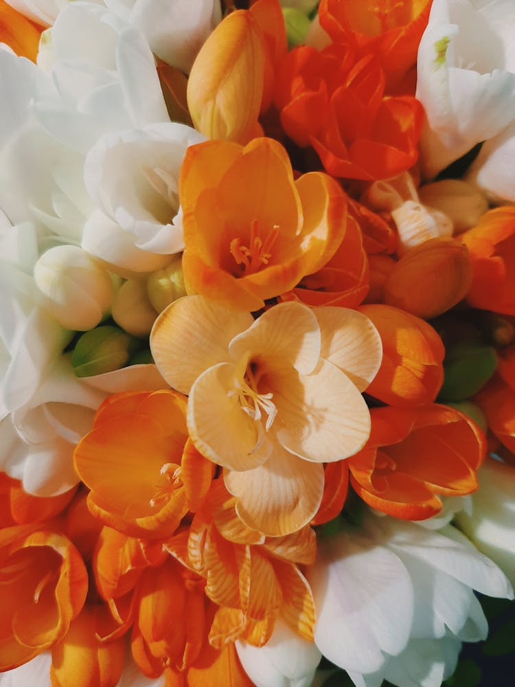 Close Up Photo Of Flowers