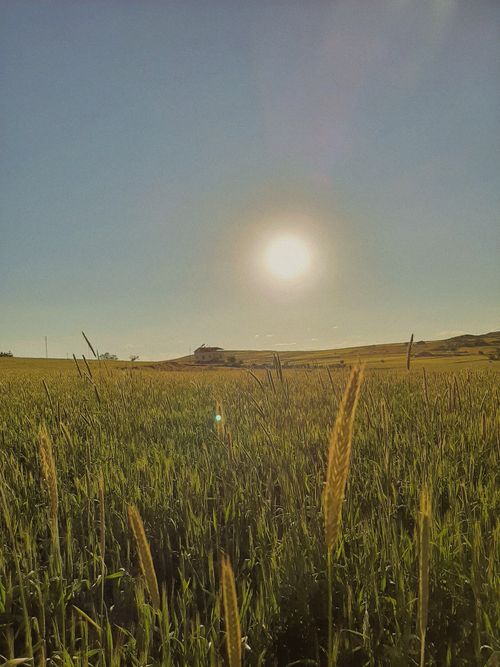 Free A tranquil countryside field basking in the warmth of a bright sunlit day. Stock Photo