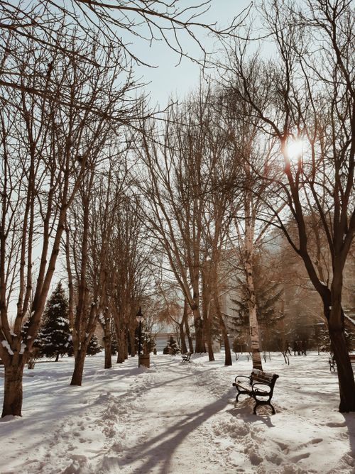 Free A serene winter park scene with bare trees and snow, illuminated by sunlight peeking through the branches. Stock Photo