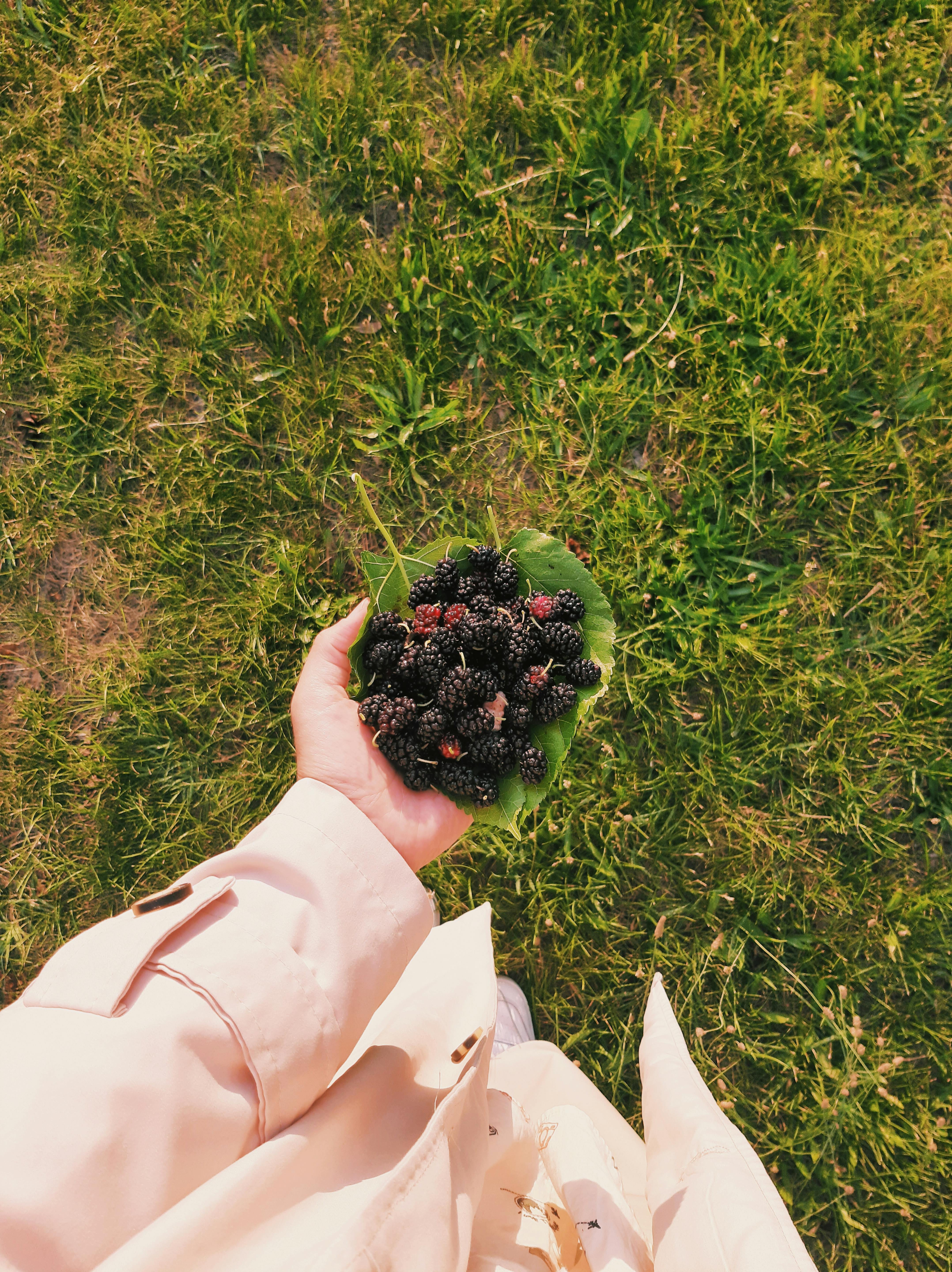 A person holds a bunch of ripe blackberries in a green leaf, captured outdoors on a sunny day.