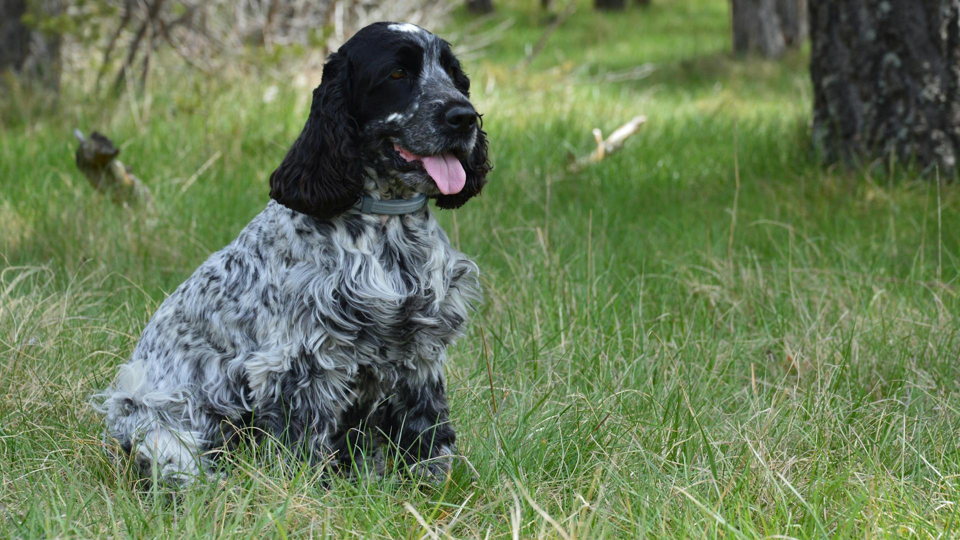 Un cocker spaniel anglais dans l'herbe