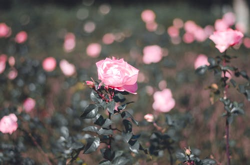 A Close-Up Shot of a Pink Rose