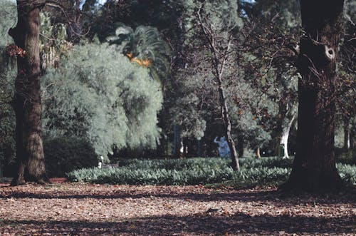 Photos gratuites de arbre, buenos aires, forêt