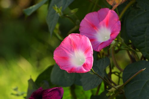 Pink Morning Glory Flowers in Bloom