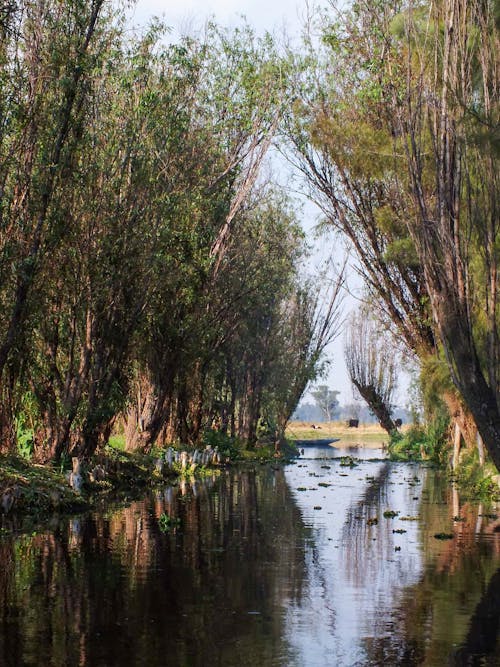 Foto d'estoc gratuïta de a l'aire lliure, aigua, arbres