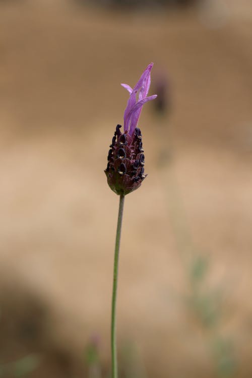 Kostnadsfri bild av blomfotografi, blomma, blomning