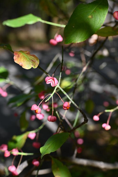 Close up of Blossoms and Leaves