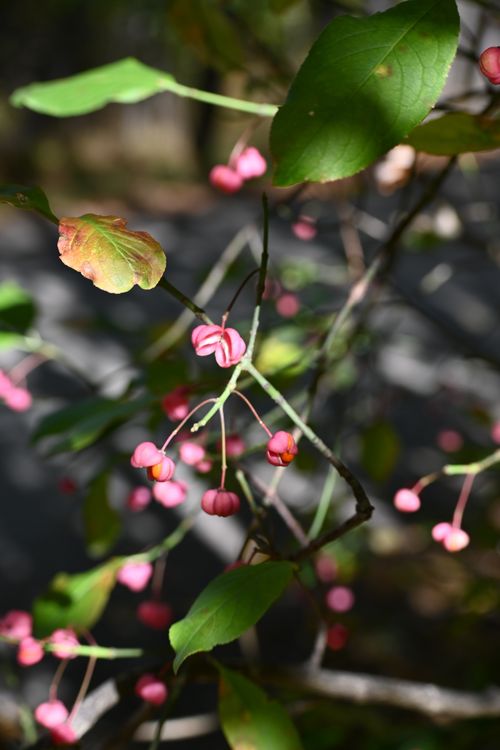 Free Detailed shot of vibrant pink blossoms and green leaves outdoors in sunlight. Stock Photo