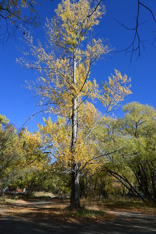 Free Bright yellow tree in autumn with clear blue sky. Perfect for nature themes. Stock Photo