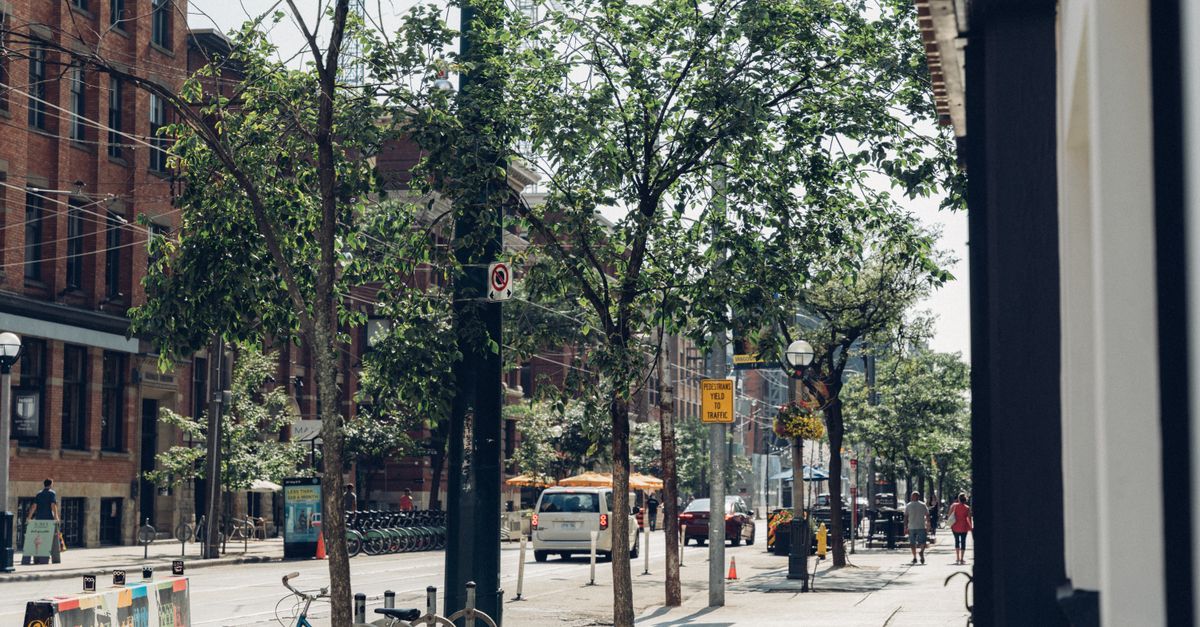 A lively city street lined with trees, bicycles, and pedestrians on a sunny day.