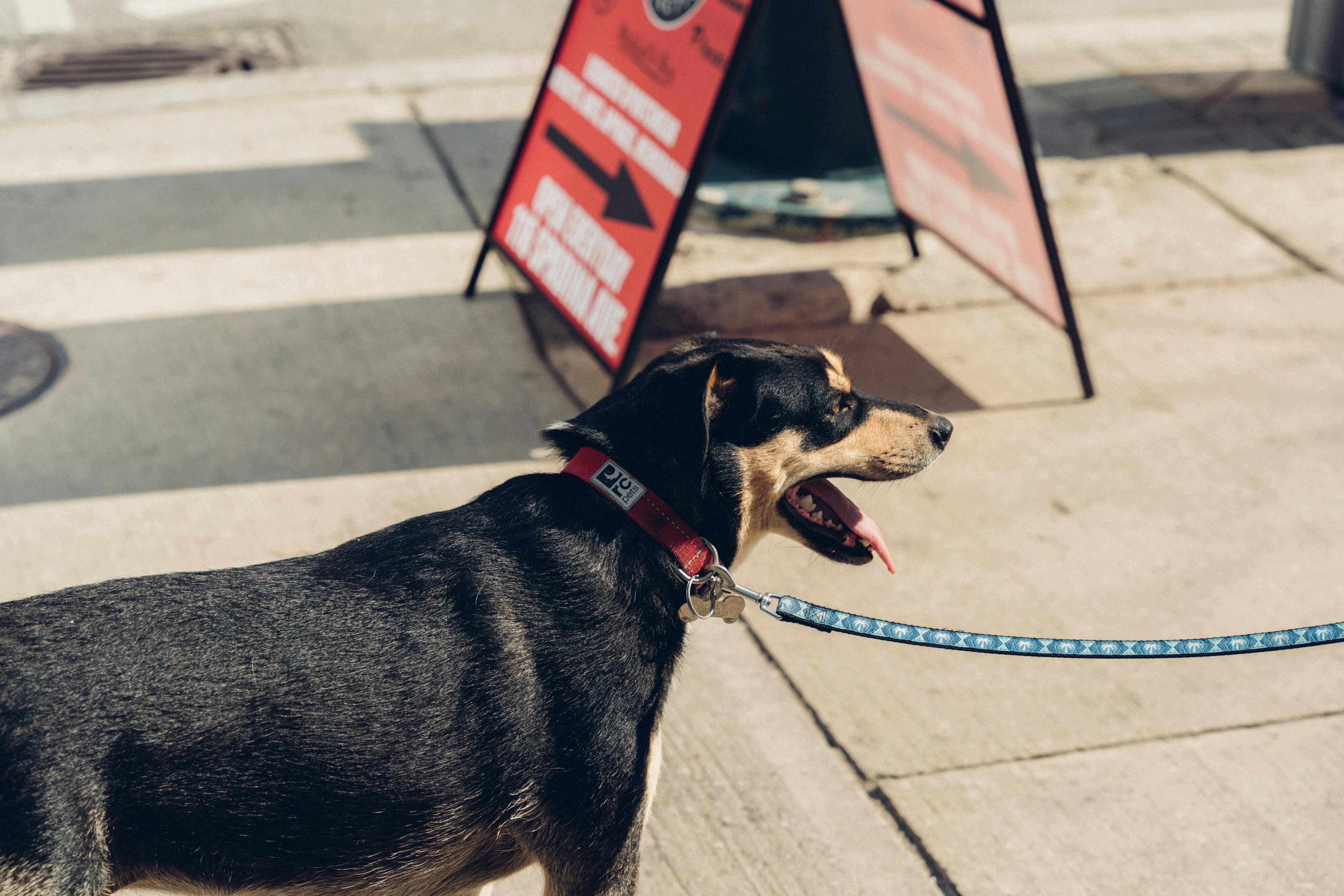 Federation dog care moment for labrador retriever with calm training focus