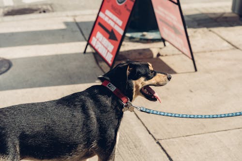 Black and Brown Dog with a Leash
