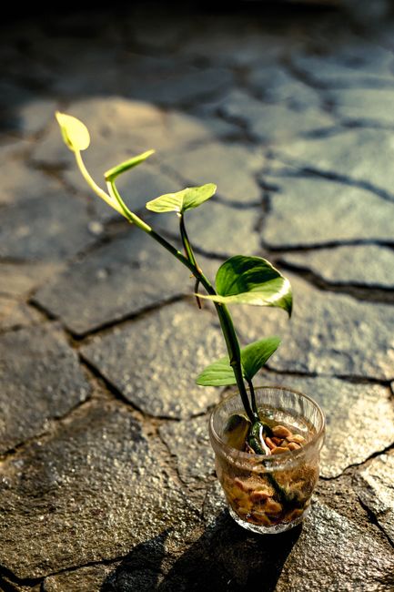 Close-up of a plant cutting in a glass, illuminated on stone with warm sunlight.