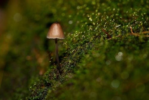 Foto d'estoc gratuïta de bolet, creixement, fong