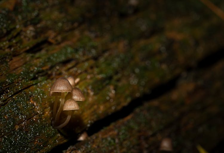 Brown Mushrooms On Green Moss