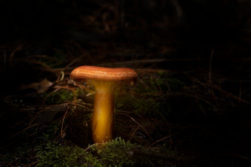 Photos gratuites de champignon, champignon vénéneux, fermer