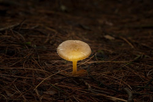 Photos gratuites de champignon, croissance, fermer