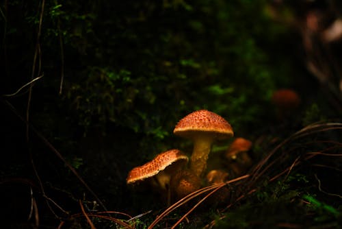 Photograph of Mushrooms