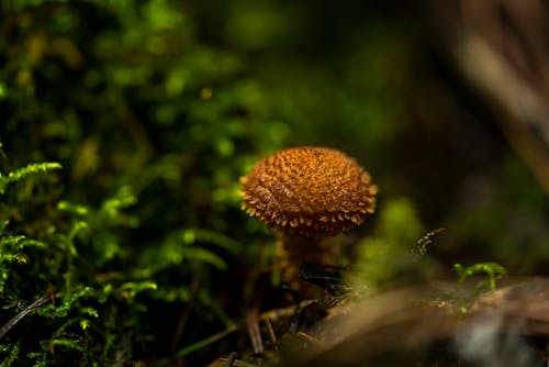 Free Brown Mushroom in Green Grass Stock Photo
