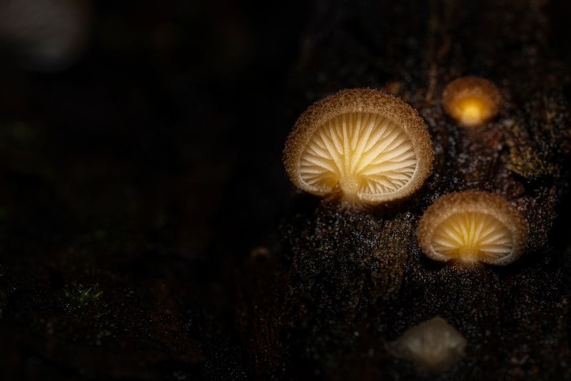 Detailed close-up of mushrooms growing on a forest log, highlighting unique textures.